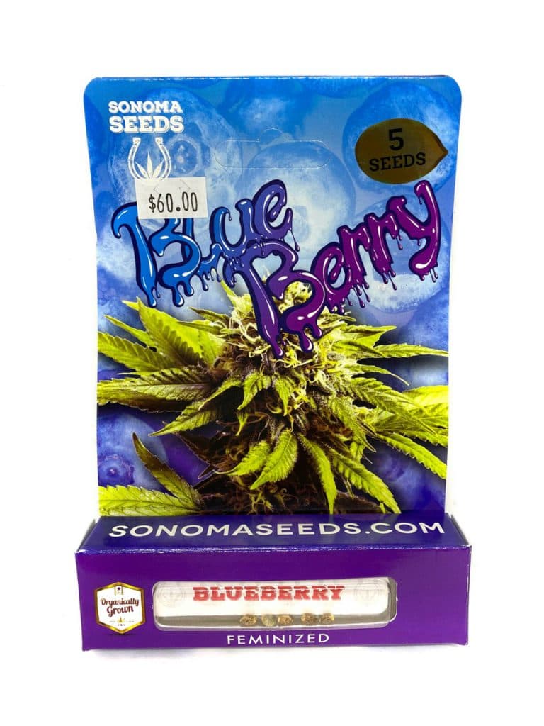 Fresh blueberry seeds displayed in a packet containing 192 seeds for home garden planting