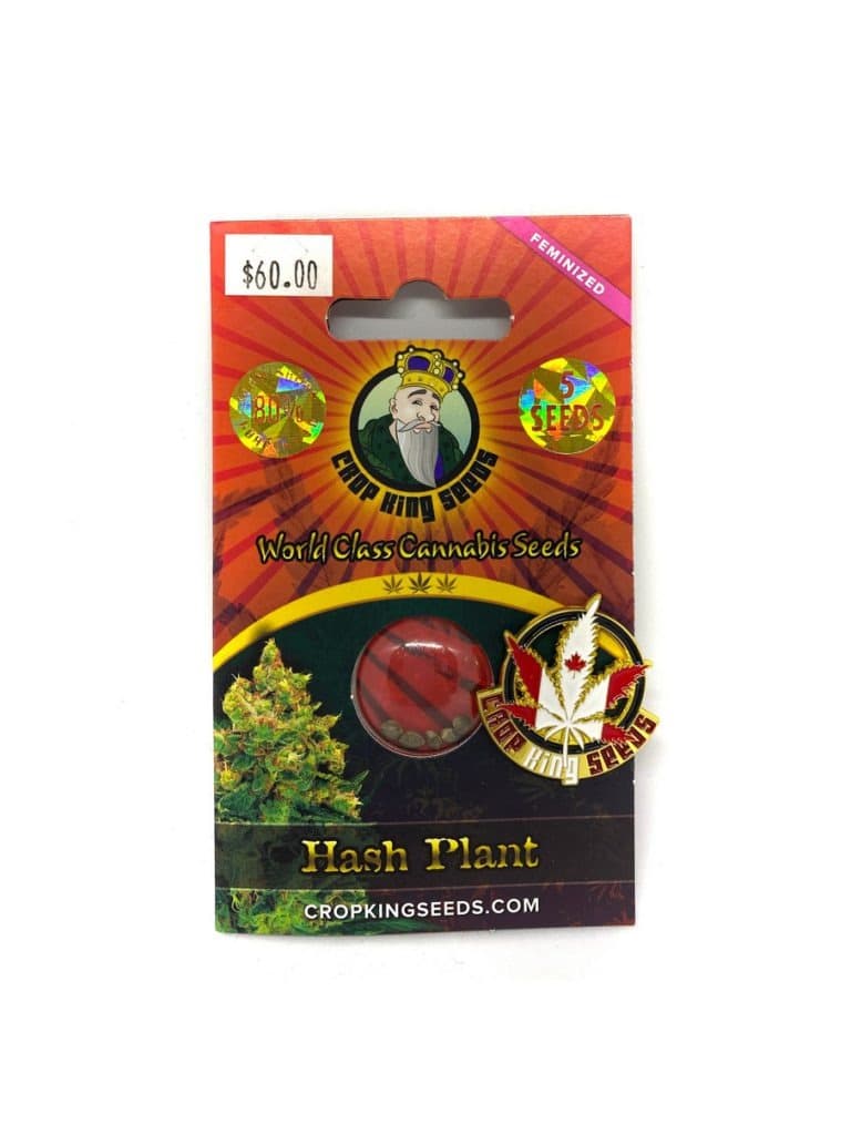 Hash Plant cannabis seeds in a small pile or packet, featuring dark brown rounded seeds for cultivation