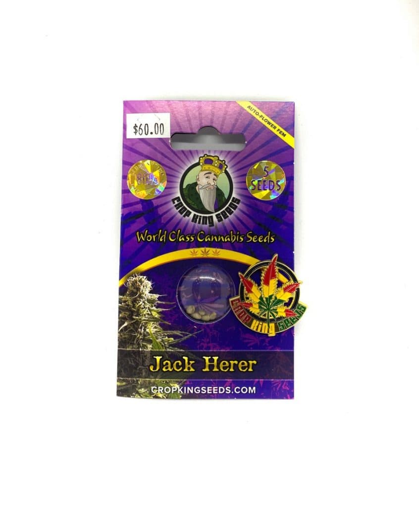 Close-up of Jack Herer cannabis seeds, a premium sativa-dominant strain known for its resinous, aromatic buds