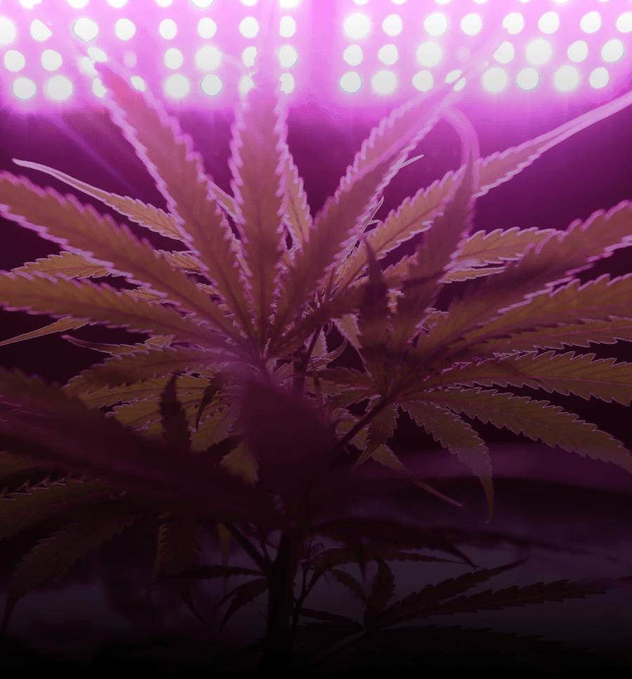 Lush green indica cannabis plants with dense buds, ideal for sleep-promoting strains