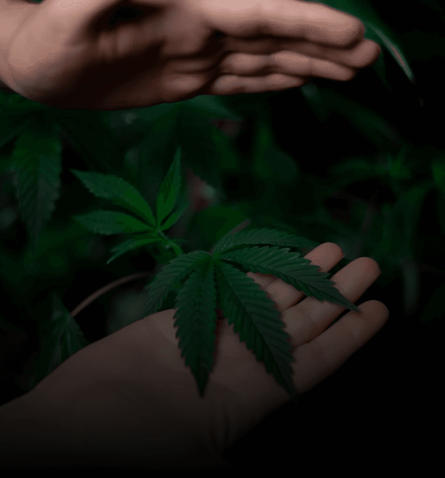 Cannabis plant at peak harvest time showing mature buds with amber trichomes ready for harvest