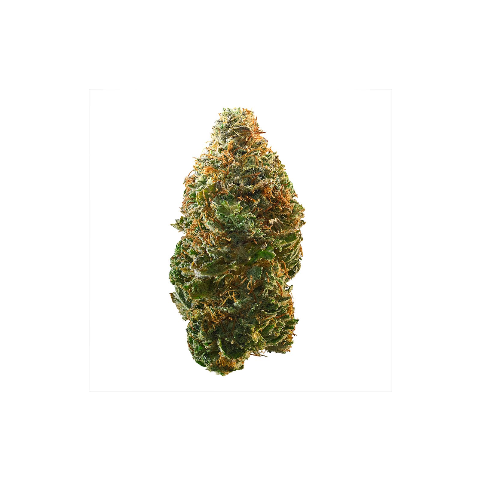 Glookies strain cannabis flower nugget with dense trichome coverage, 91oz daily offering with 41% THC potency