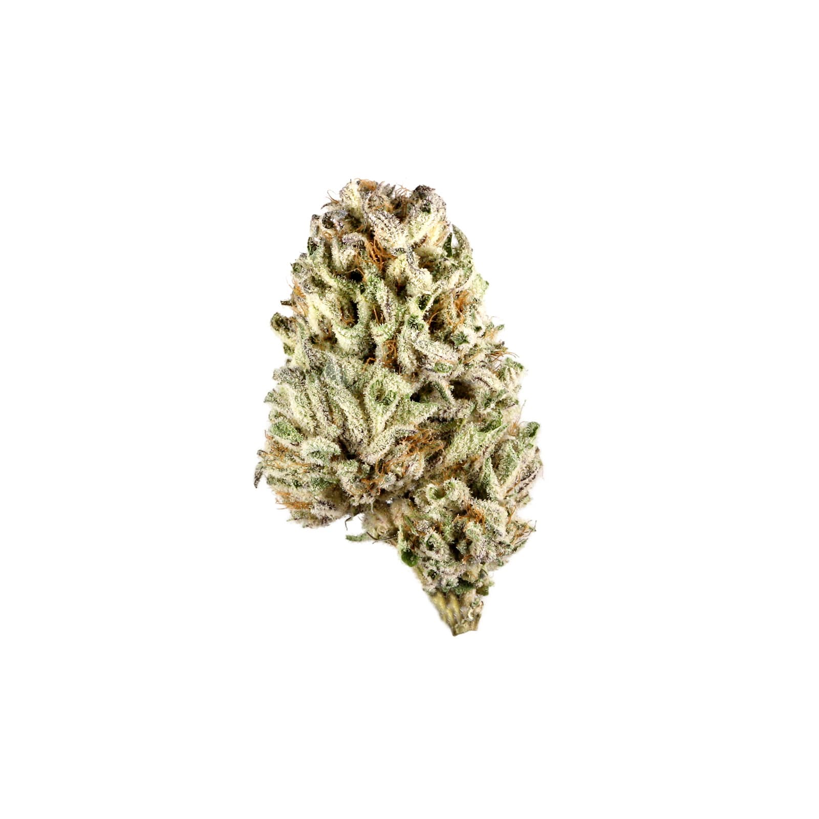 Critical Widow cannabis flower buds with dense trichome coverage, showcasing the hybrid strains rich resinous texture