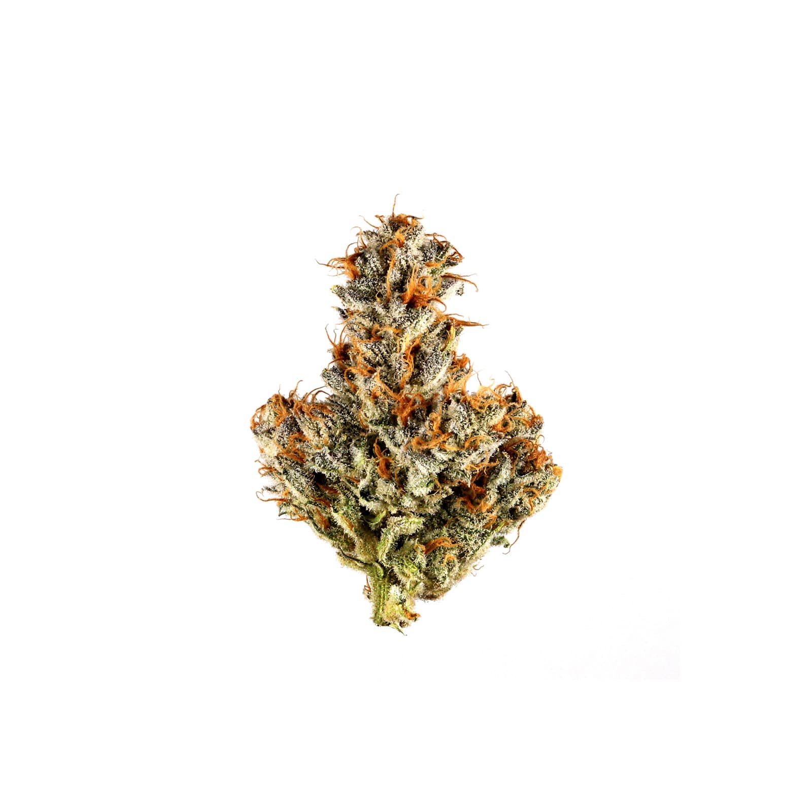 White Truffle cannabis flower, dense light green nugs with white trichome coating, premium daily ounce strain