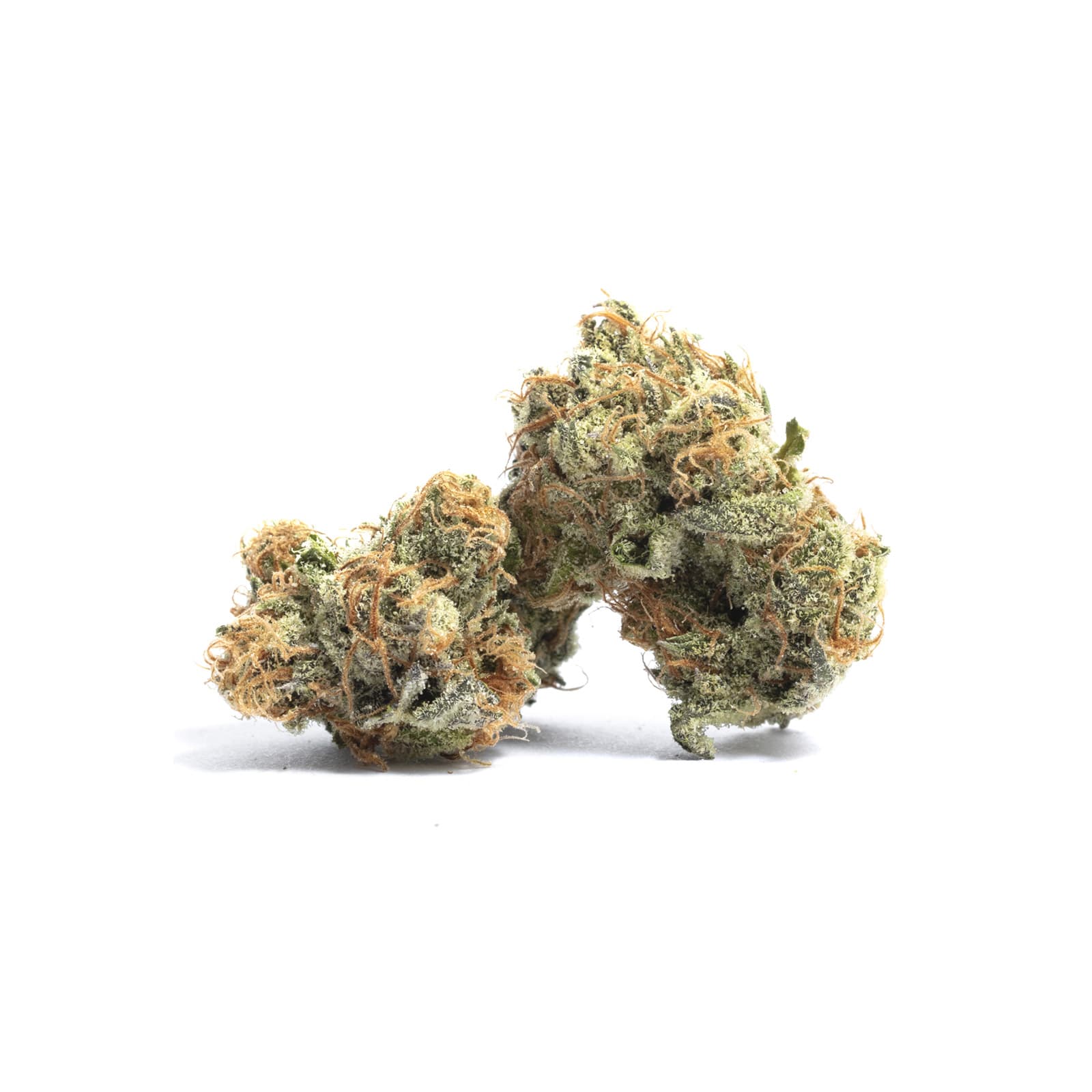 Gelato 41 cannabis flower in a container showing 91 ounces with 45 percent THC hybrid strain