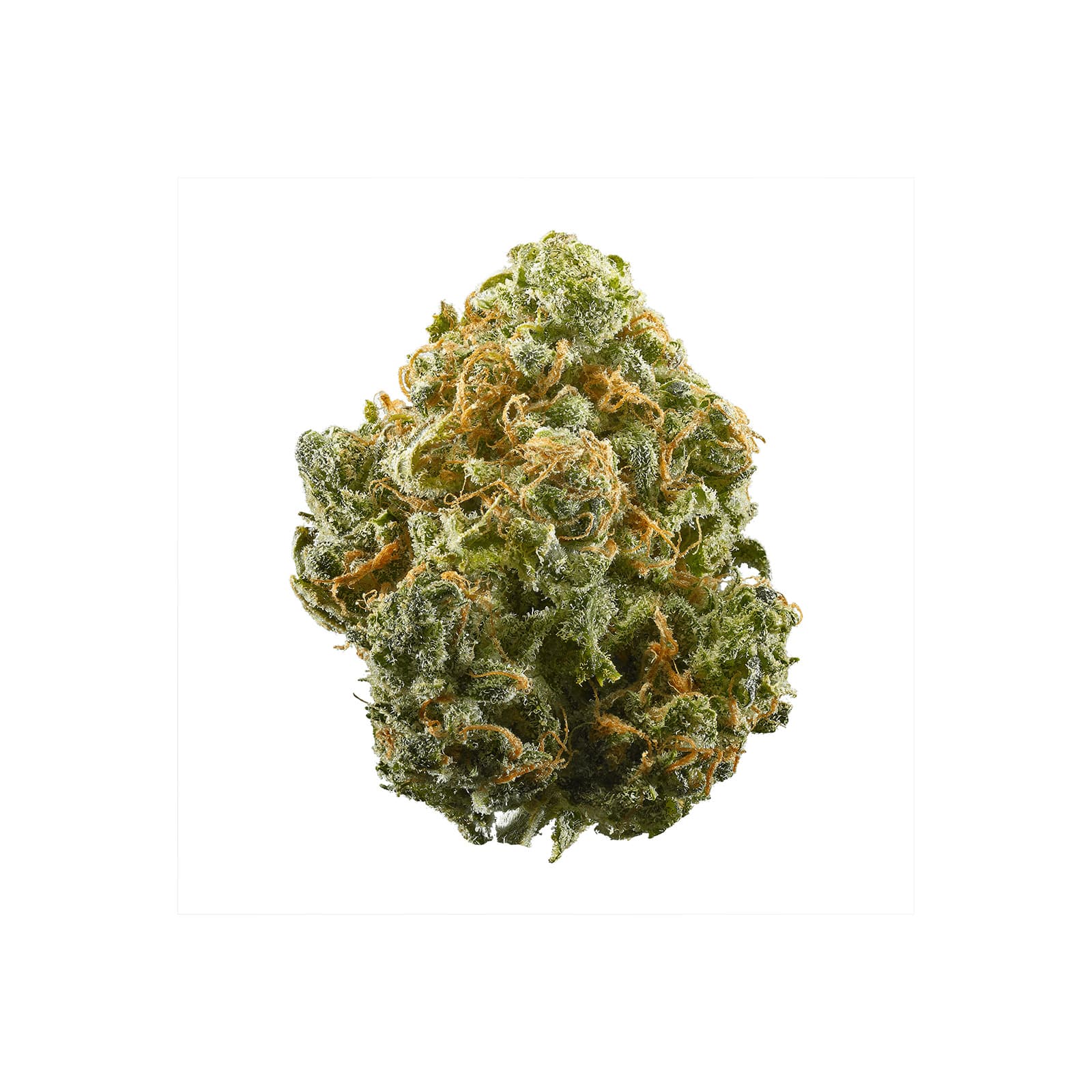 Blue Cookies cannabis flower buds with deep purple and blue hues dense trichome coverage indica hybrid strain