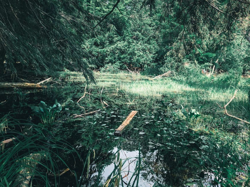 Gatineau weed aquatic plant growing in a calm forest pond surrounded by lush greenery