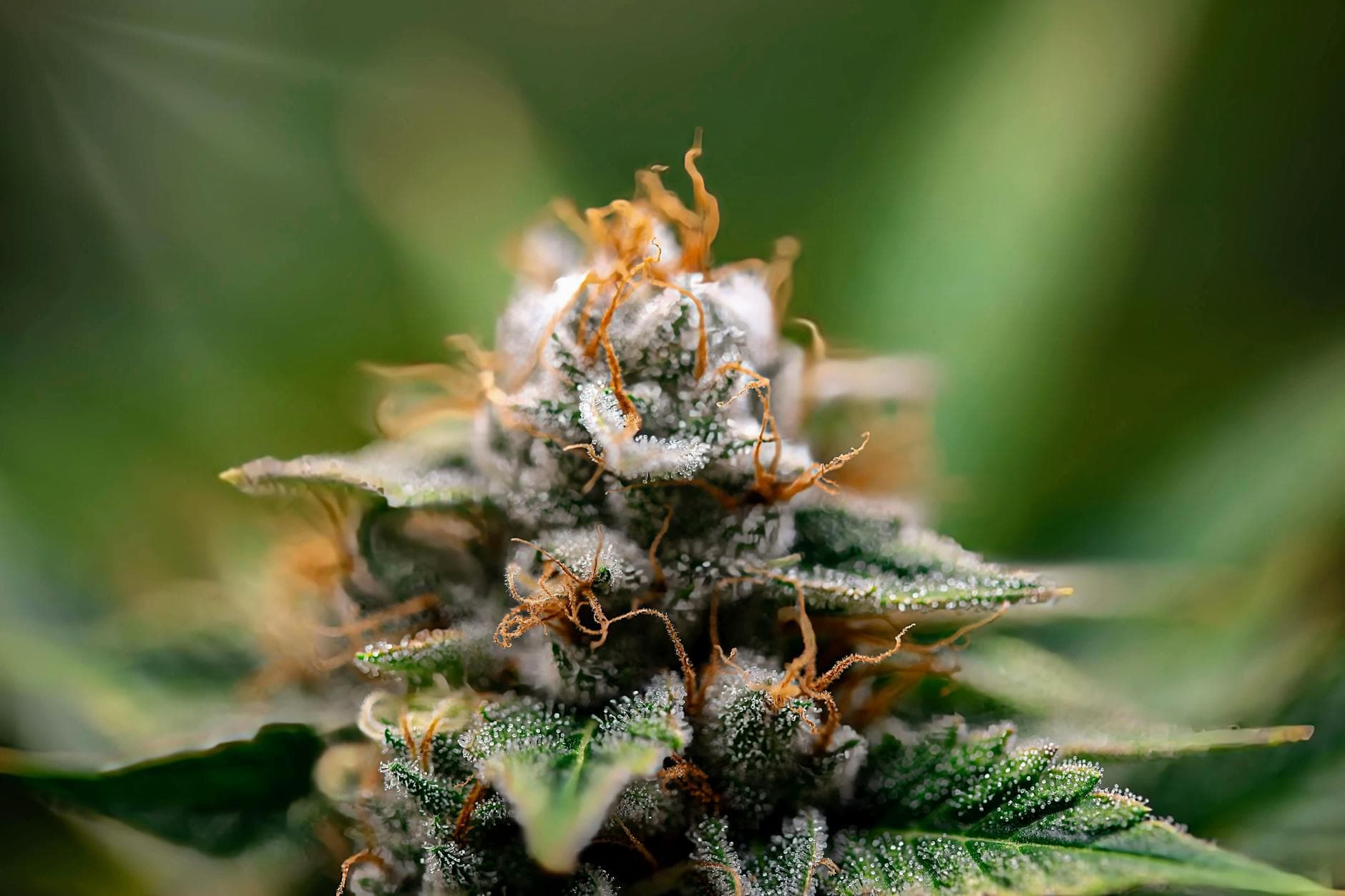 What Are Terpenes? The Secret Behind Cannabis Flavour & Effects