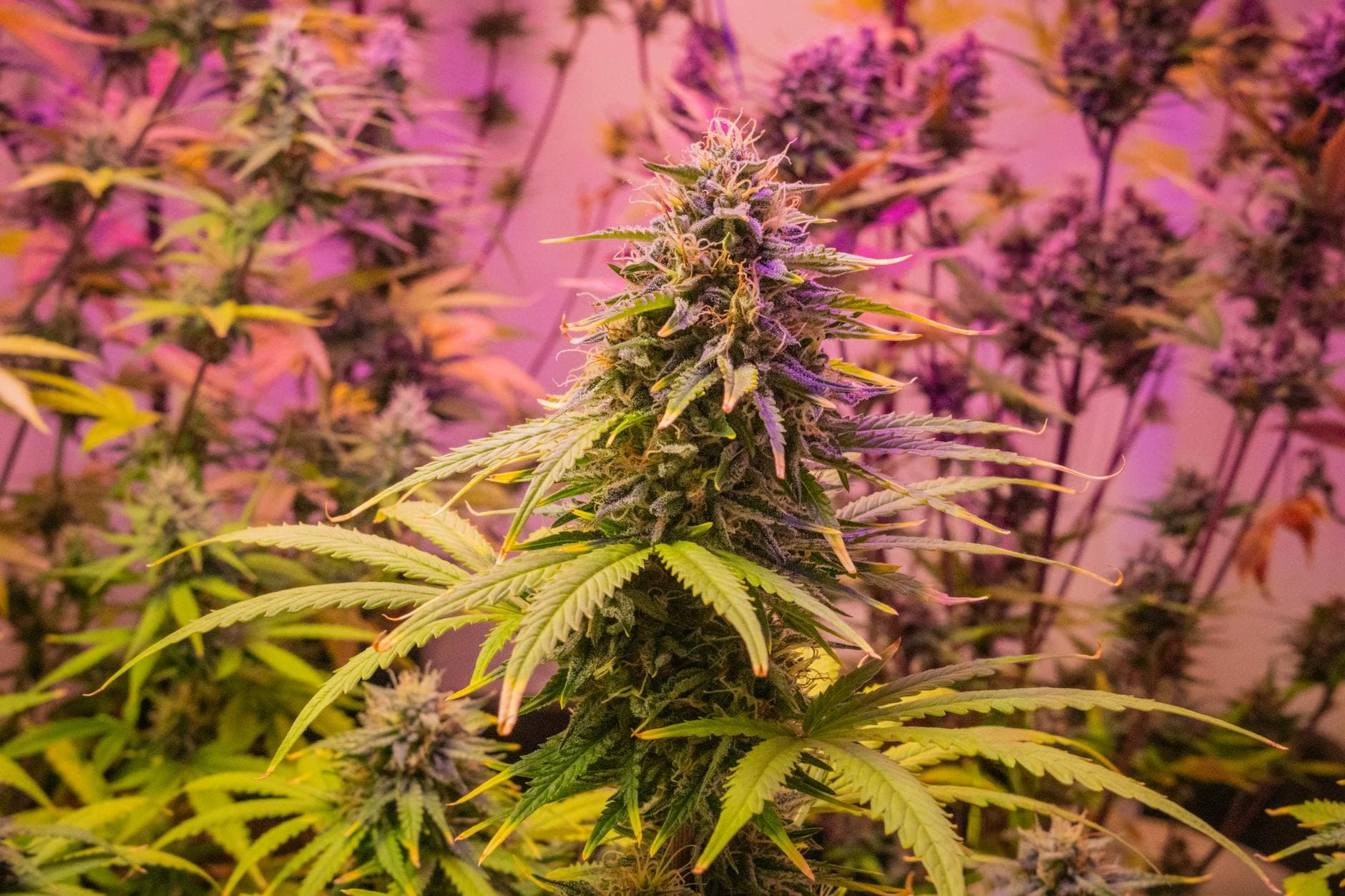 Full Spectrum Cannabis Oil: Benefits, Uses & How It Differs