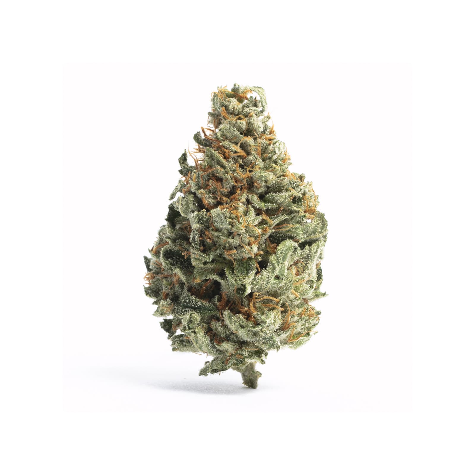 Gorilla Cookies cannabis flower buds with dense trichome coverage in rich green and purple hues