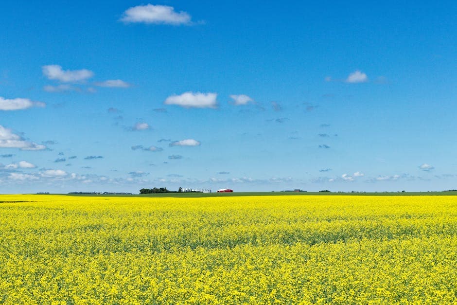 Saskatchewan weed growing in a vast open field under a wide prairie sky