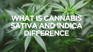 what-is-cannabis-sativa-and-indica-difference