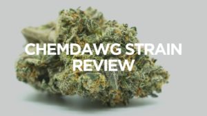 chemdawg-strain-review