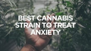 best-cannabis-strain-to-treat-anxiety