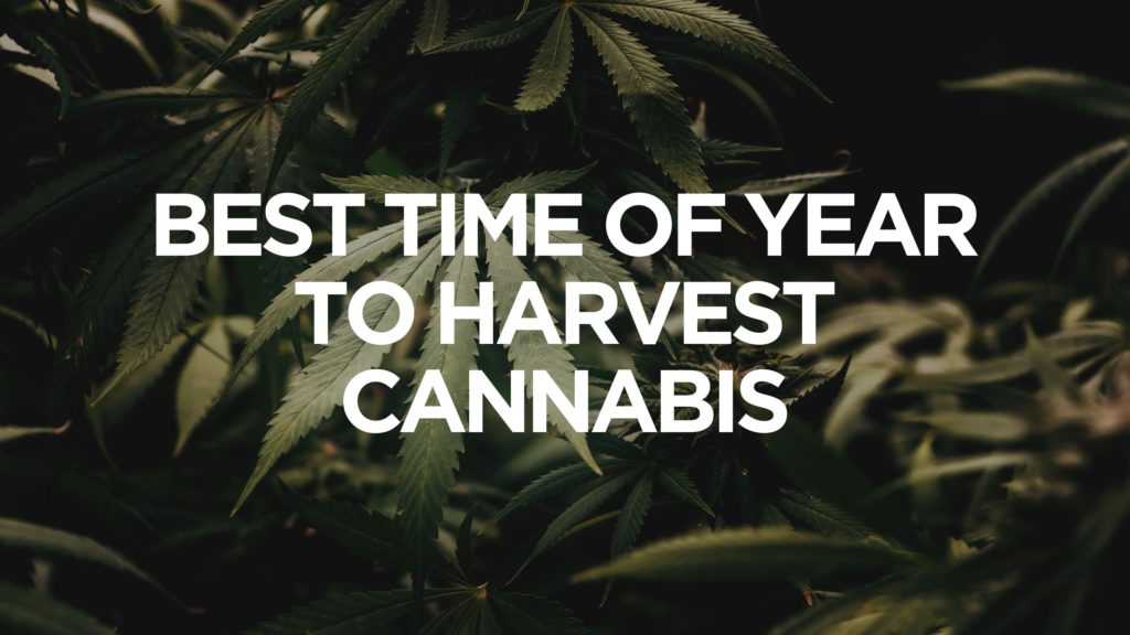 best-time-of-year-to-harvest-cannabis