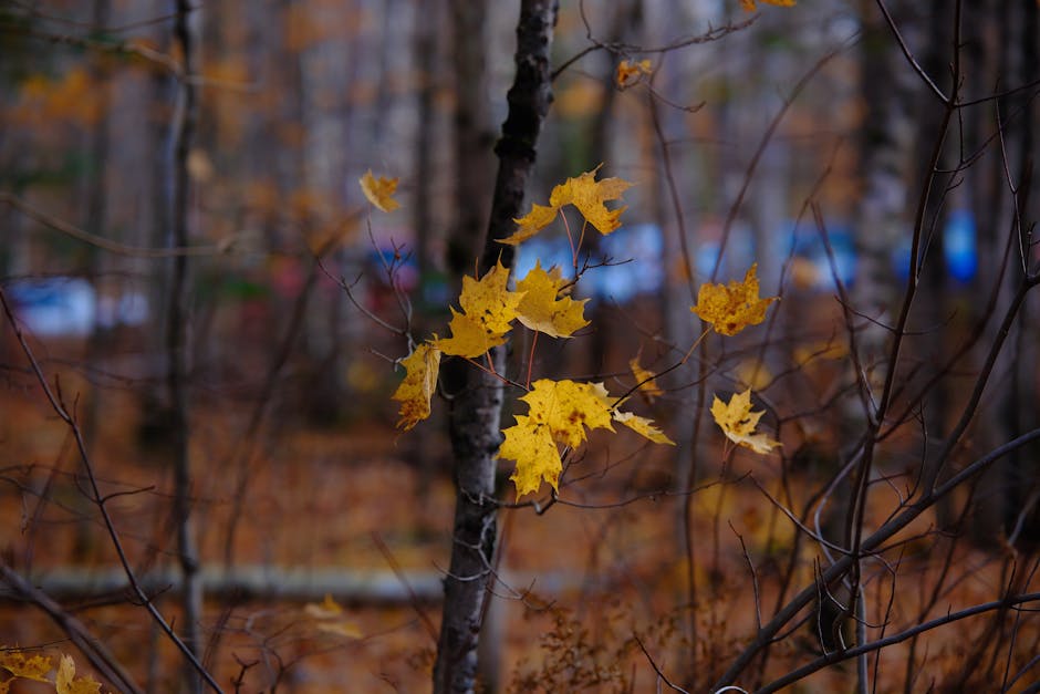 Captivating autumn leaves in a serene forest setting in Barrie, Ontario.