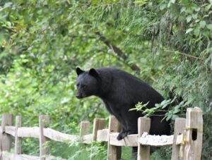 American black bear perched on a rustic wooden fence in lush greenery.