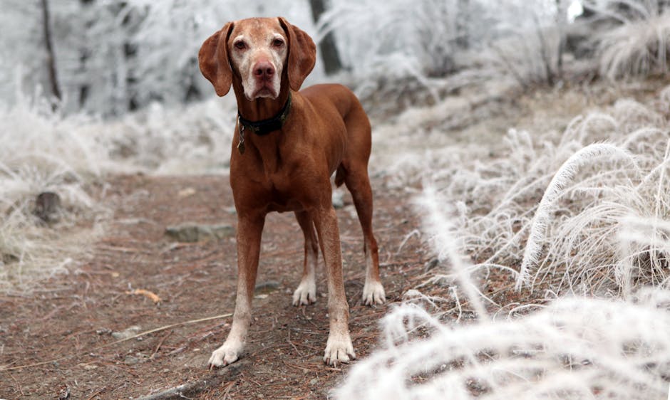A Vizsla dog standing on a frosty trail in a winter forest, Kelowna, Canada.