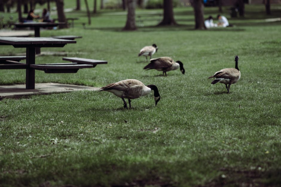 Canada geese foraging in a peaceful Kitchener park setting.