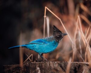 A vibrant close-up of a Steller's Jay perched on a tree stump surrounded by dry grass in Langley, BC.