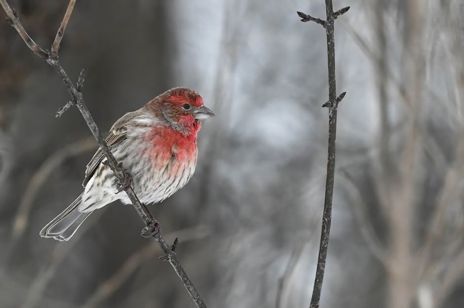 A vibrant house finch perched on a branch during winter in Laval, Canada.