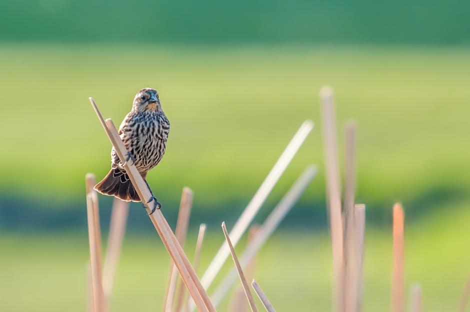 A Red-winged Blackbird perched on reeds in Kings Park, Manitoba, Canada.