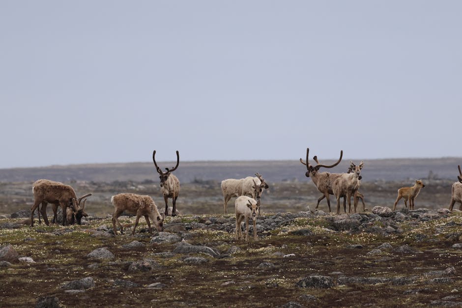 A herd of reindeer grazing on the tundra in Whale Cove, showcasing their majestic antlers against a cloudy sky.