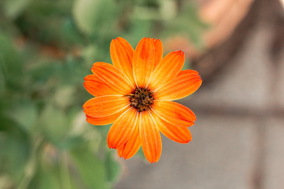 Close-up of a vibrant orange African daisy in bloom with a blurred background.