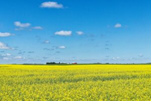 Vibrant yellow canola fields stretching under a bright blue sky in Saskatchewan, Canada.