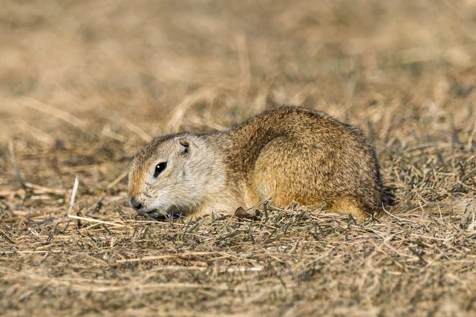 Close-up of a Richardson's Ground Squirrel (Urocitellus richardsonii) resting in a prairie setting in Saskatchewan, Cana