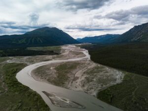 Yukon Weed plant with green foliage growing in natural wilderness terrain